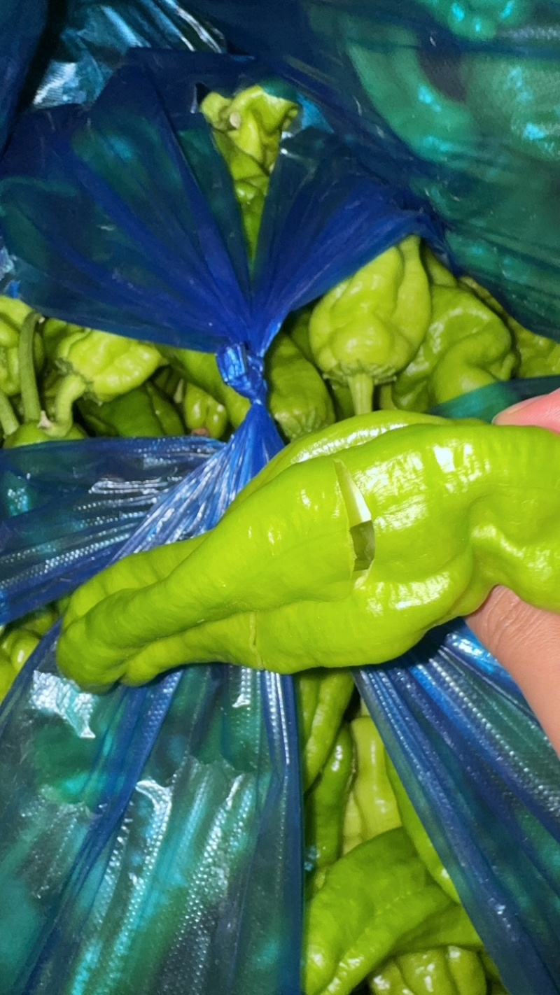 青椒薄皮