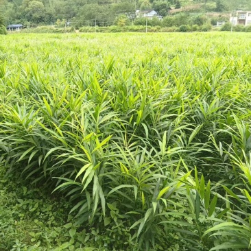 来凤凤头姜