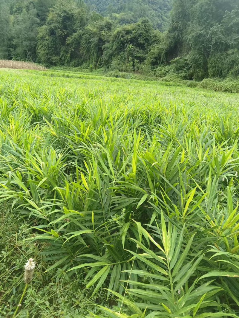来凤凤头姜
