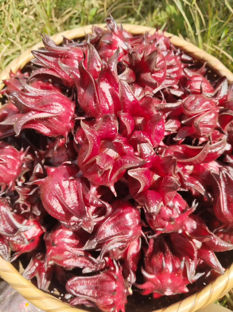 头茬洛神花鲜货果大核红花萼厚云南高山产地直供批发零售
