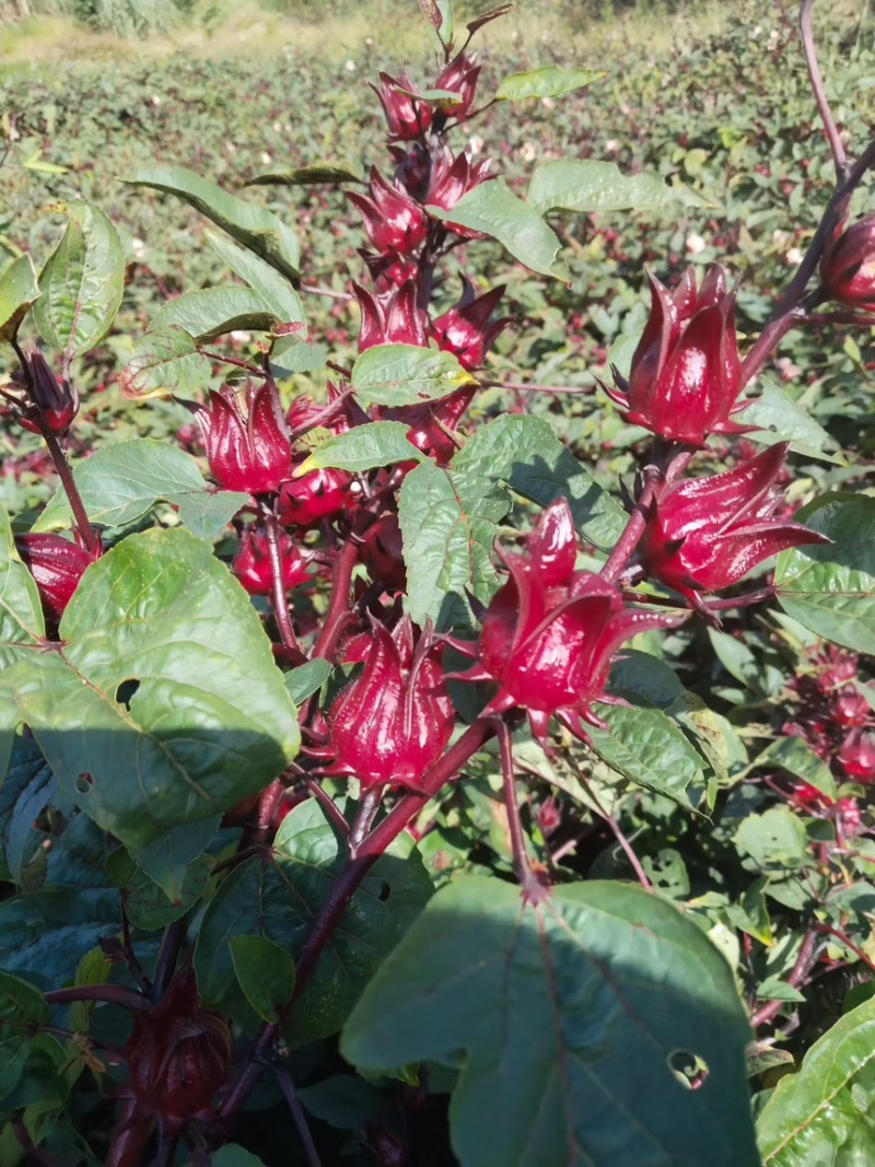 头茬洛神花鲜货果大核红花萼厚云南高山产地直供批发零售