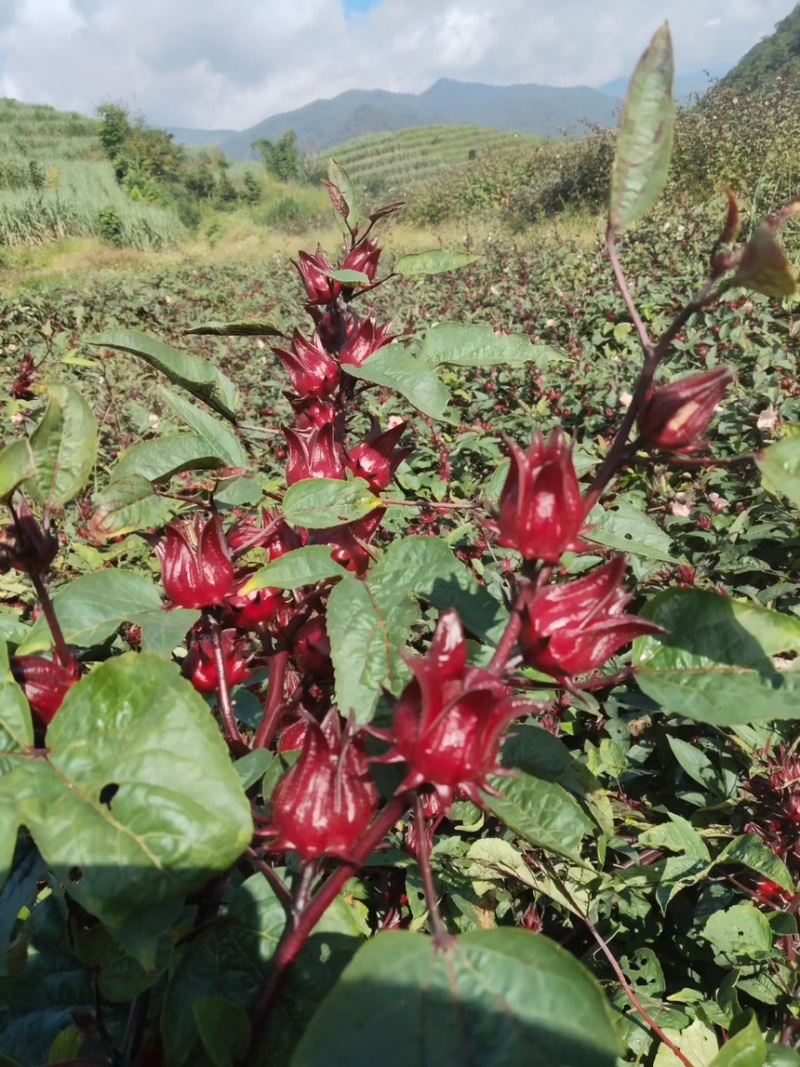头茬洛神花鲜货果大核红花萼厚云南高山产地直供批发零售