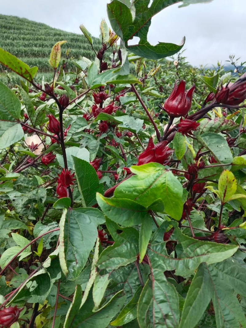 头茬洛神花鲜货果大核红花萼厚云南高山产地直供批发零售