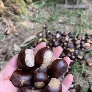 《畅销》山东板栗基地直发对接商超团购电商一条龙服务