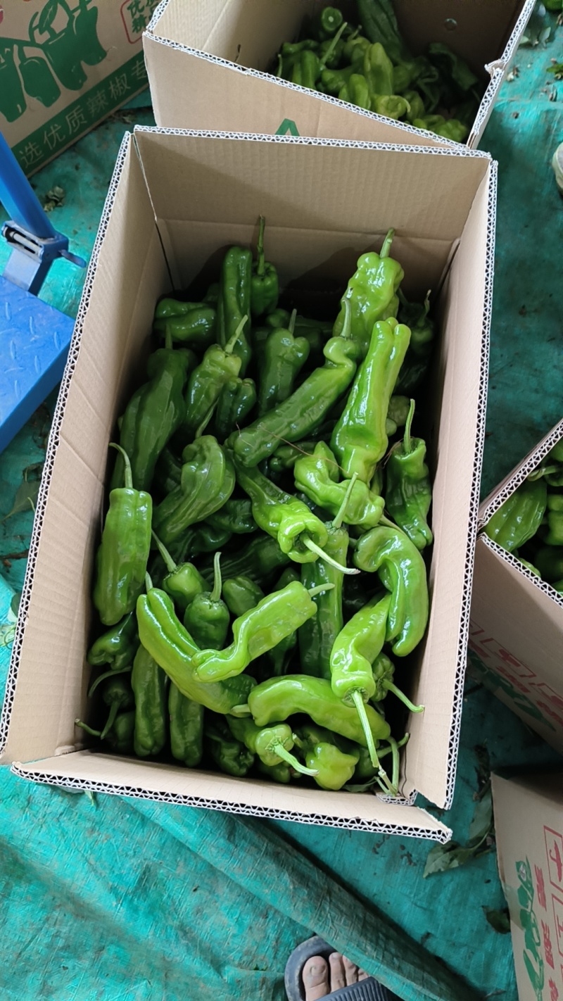 蔬菜水果特小凤黄壤薄皮椒芜湖椒