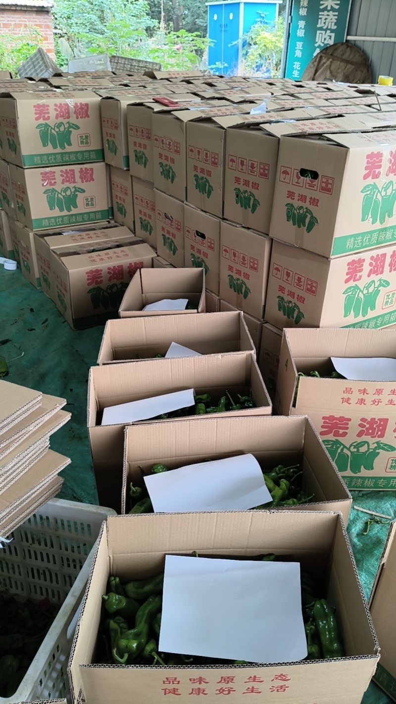 蔬菜水果特小凤黄壤薄皮椒芜湖椒