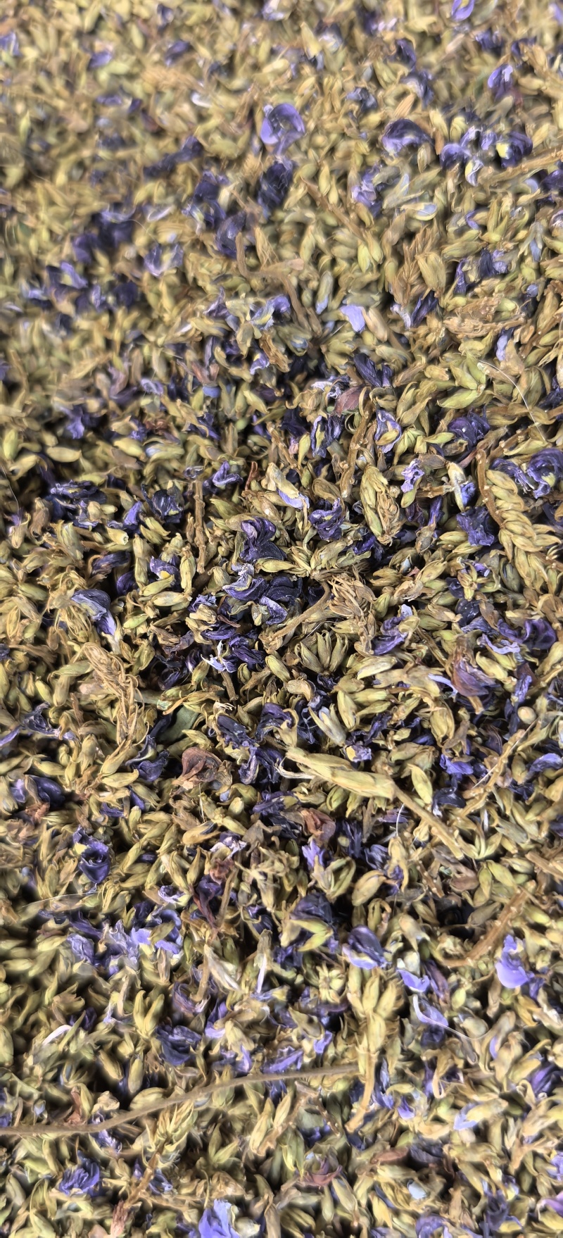 葛花（小葛花7