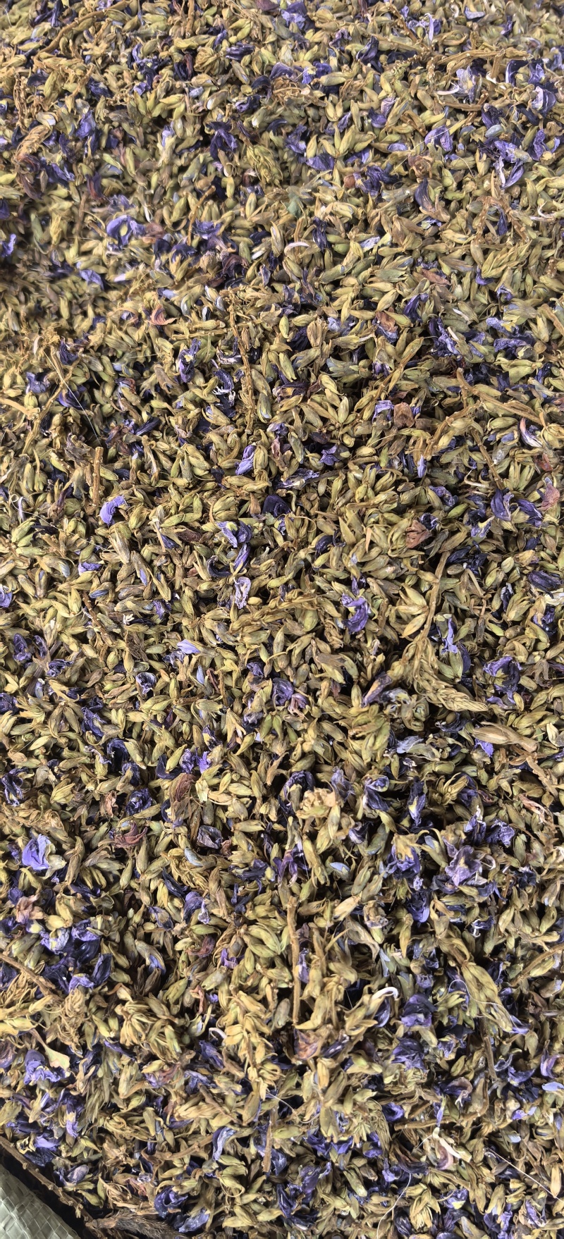 葛花（小葛花7
