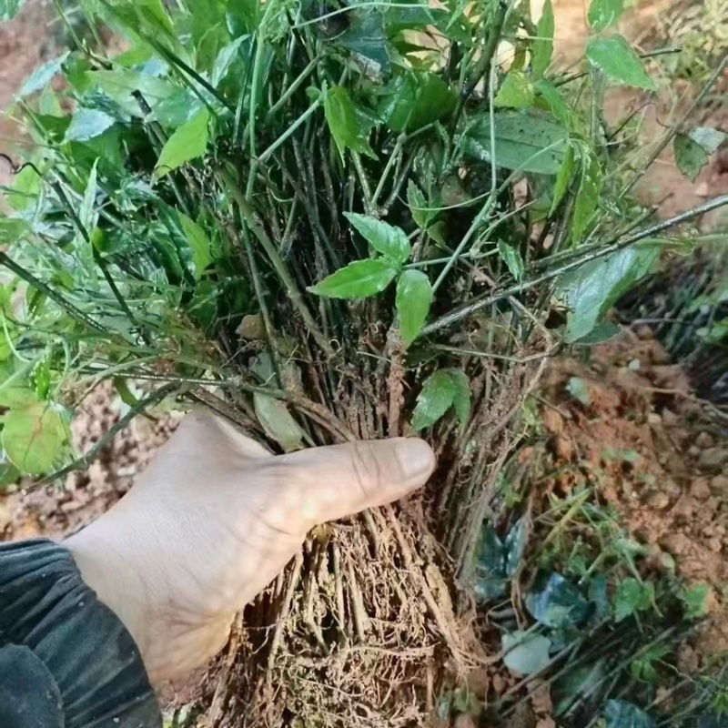 三叶青苗药材批发零售小叶紫藤三叶青扦插杆紫藤批发