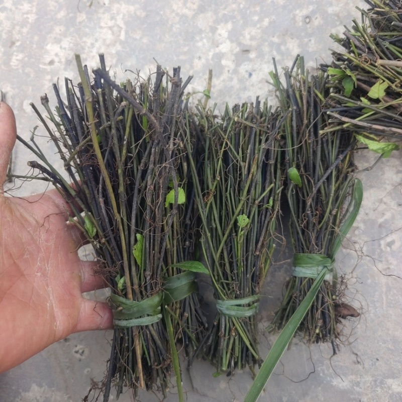 三叶青苗药材批发零售小叶紫藤三叶青扦插杆紫藤批发