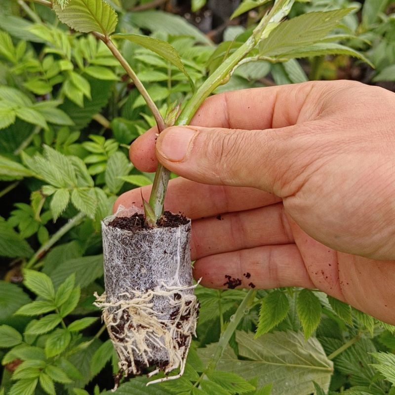 新品无刺树玫黑泡苗盆栽庭院绿植耐热耐寒易活原土发货