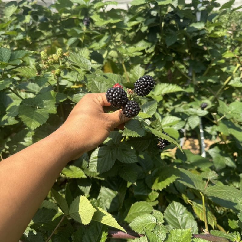 新品无刺树玫黑泡苗盆栽庭院绿植耐热耐寒易活原土发货