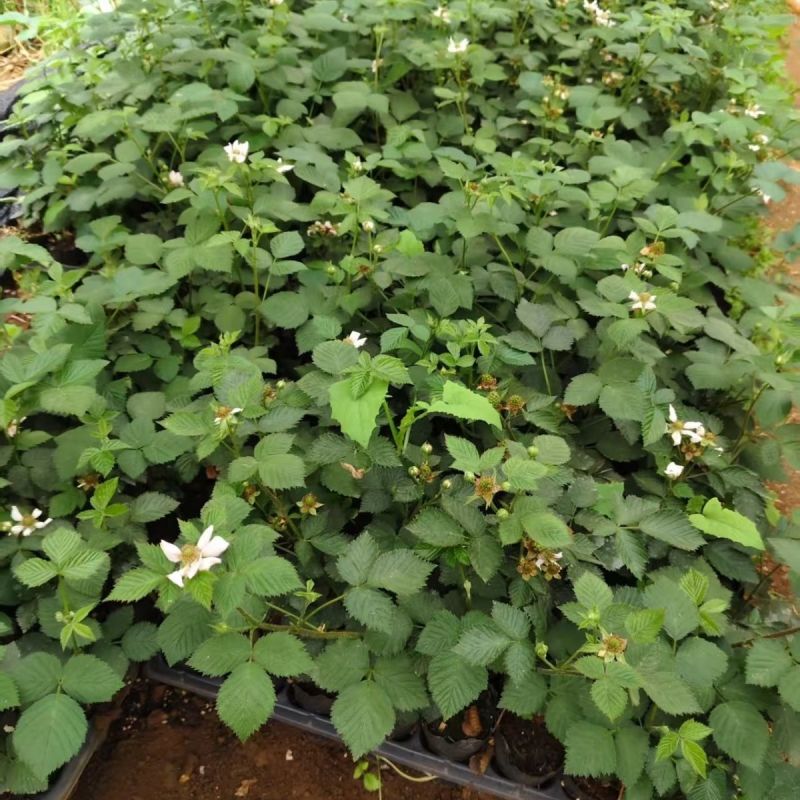 新品无刺树玫黑泡苗盆栽庭院绿植耐热耐寒易活原土发货