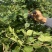 新品无刺树玫黑泡苗盆栽庭院绿植耐热耐寒易活原土发货