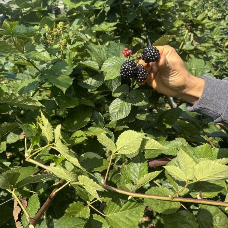 新品无刺树玫黑泡苗盆栽庭院绿植耐热耐寒易活原土发货