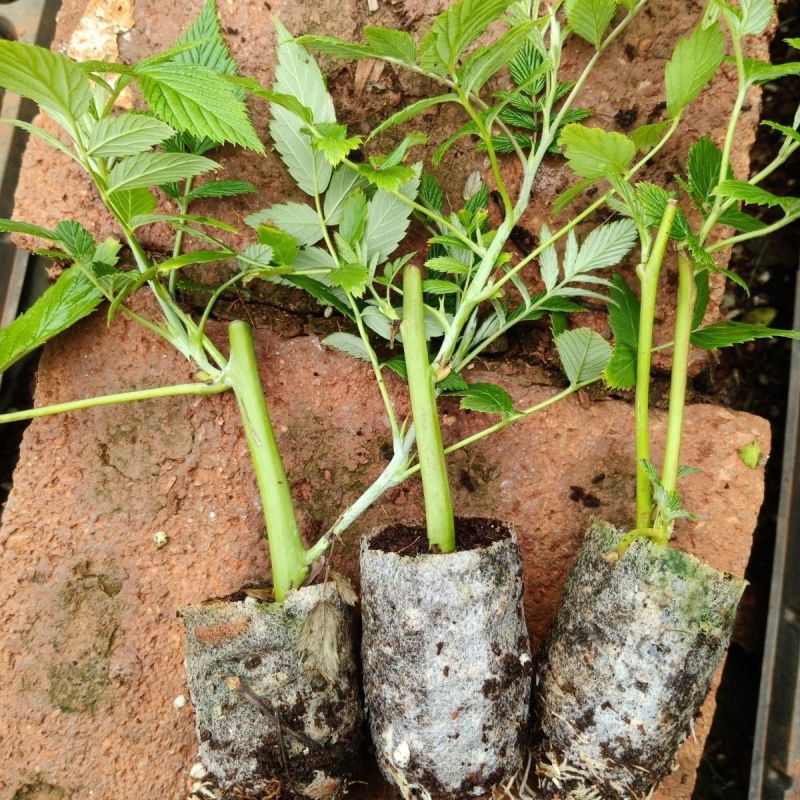 新品无刺树玫黑泡苗盆栽庭院绿植耐热耐寒易活原土发货