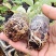 新品无刺树玫黑泡苗盆栽庭院绿植耐热耐寒易活原土发货