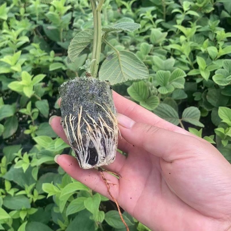 新品无刺树玫黑泡苗盆栽庭院绿植耐热耐寒易活原土发货