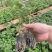 新品无刺树玫黑泡苗盆栽庭院绿植耐热耐寒易活原土发货