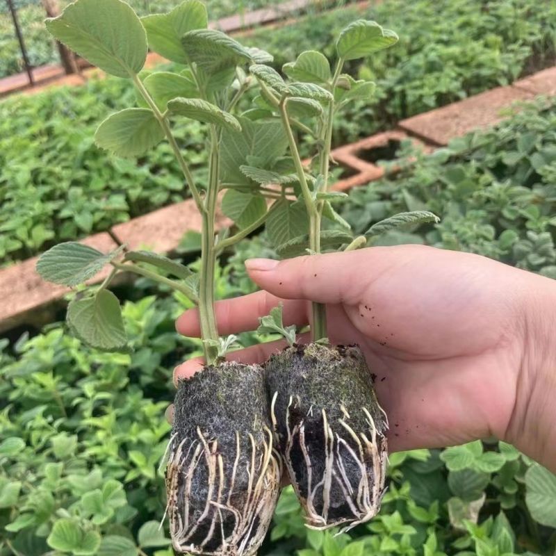 新品无刺树玫黑泡苗盆栽庭院绿植耐热耐寒易活原土发货