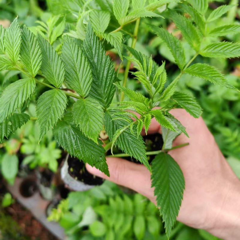 新品无刺树玫黑泡苗盆栽庭院绿植耐热耐寒易活原土发货
