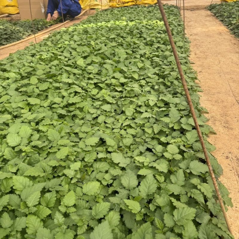 新品无刺树玫黑泡苗盆栽庭院绿植耐热耐寒易活原土发货