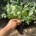 新品无刺树玫黑泡苗盆栽庭院绿植耐热耐寒易活原土发货