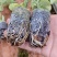 新品无刺树玫黑泡苗盆栽庭院绿植耐热耐寒易活原土发货