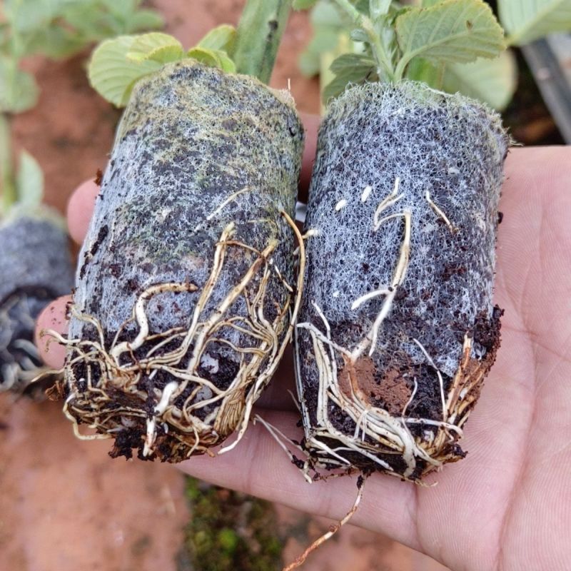 新品无刺树玫黑泡苗盆栽庭院绿植耐热耐寒易活原土发货