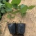 新品无刺树玫黑泡苗盆栽庭院绿植耐热耐寒易活原土发货