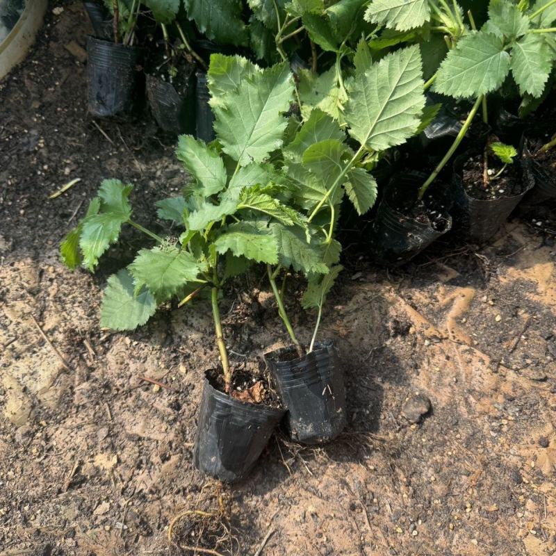 新品无刺树玫黑泡苗盆栽庭院绿植耐热耐寒易活原土发货