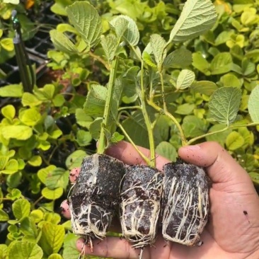 新款基地直发网红无刺黄泡树莓杯苗庭院地栽耐热耐寒绿植批发