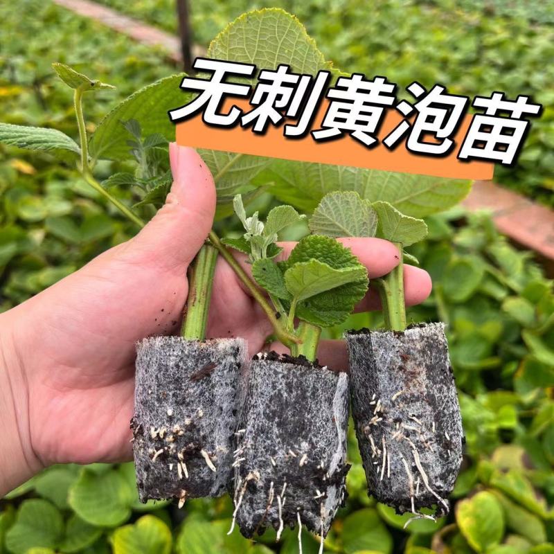 新款基地直发网红无刺黄泡树莓杯苗庭院地栽耐热耐寒绿植批发