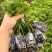 新款基地直发网红无刺黄泡树莓杯苗庭院地栽耐热耐寒绿植批发
