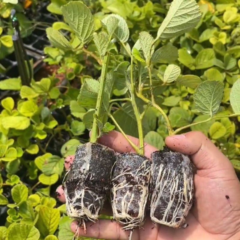 新款基地直发网红无刺黄泡树莓杯苗庭院地栽耐热耐寒绿植批发