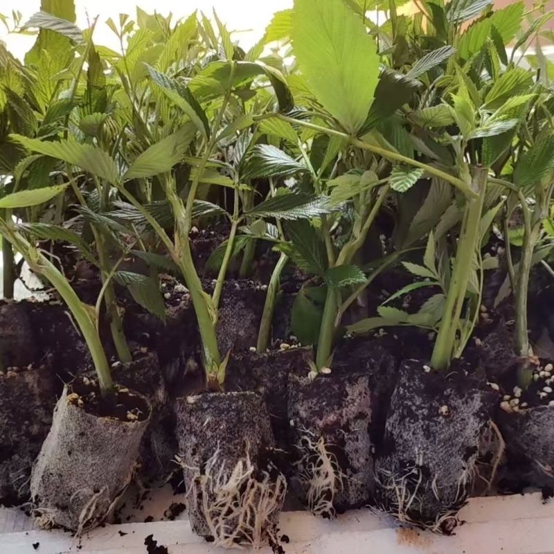 新款基地直发网红无刺黄泡树莓杯苗庭院地栽耐热耐寒绿植批发