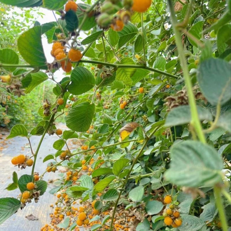 新款基地直发网红无刺黄泡树莓杯苗庭院地栽耐热耐寒绿植批发