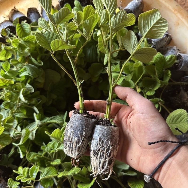 新款基地直发网红无刺黄泡树莓杯苗庭院地栽耐热耐寒绿植批发