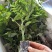 新款基地直发网红无刺黄泡树莓杯苗庭院地栽耐热耐寒绿植批发