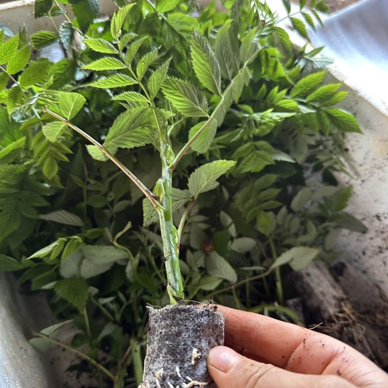 新款基地直发网红无刺黄泡树莓杯苗庭院地栽耐热耐寒绿植批发