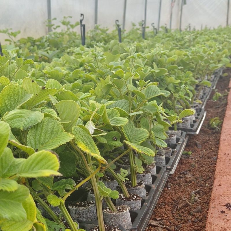 新款基地直发网红无刺黄泡树莓杯苗庭院地栽耐热耐寒绿植批发