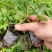 新款基地直发网红无刺黄泡树莓杯苗庭院地栽耐热耐寒绿植批发