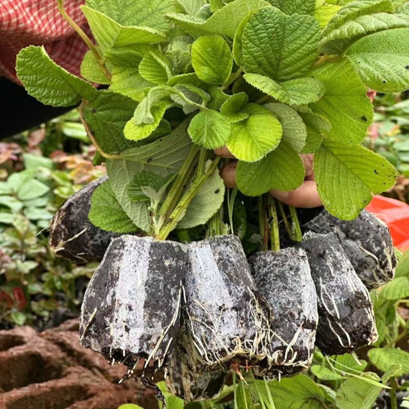 新款基地直发网红无刺黄泡树莓杯苗庭院地栽耐热耐寒绿植批发