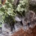 新款基地直发网红无刺黄泡树莓杯苗庭院地栽耐热耐寒绿植批发