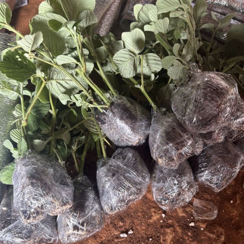新款基地直发网红无刺黄泡树莓杯苗庭院地栽耐热耐寒绿植批发
