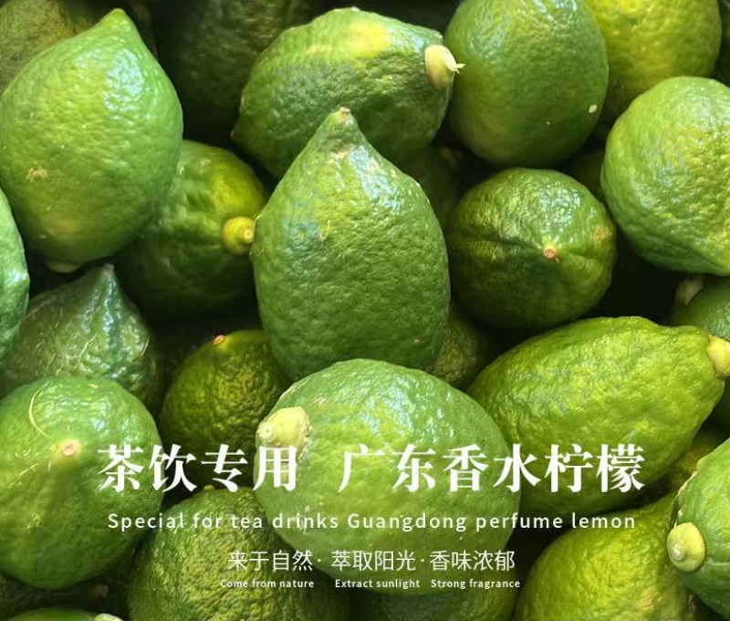 广东无籽香水柠檬，山地老树果粒粒爆香，久泡不苦