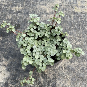 bb草灰绿冷水花阳台桌面雨林缸微景观垂吊耐阴好养
