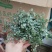 bb草灰绿冷水花阳台桌面雨林缸微景观垂吊耐阴好养