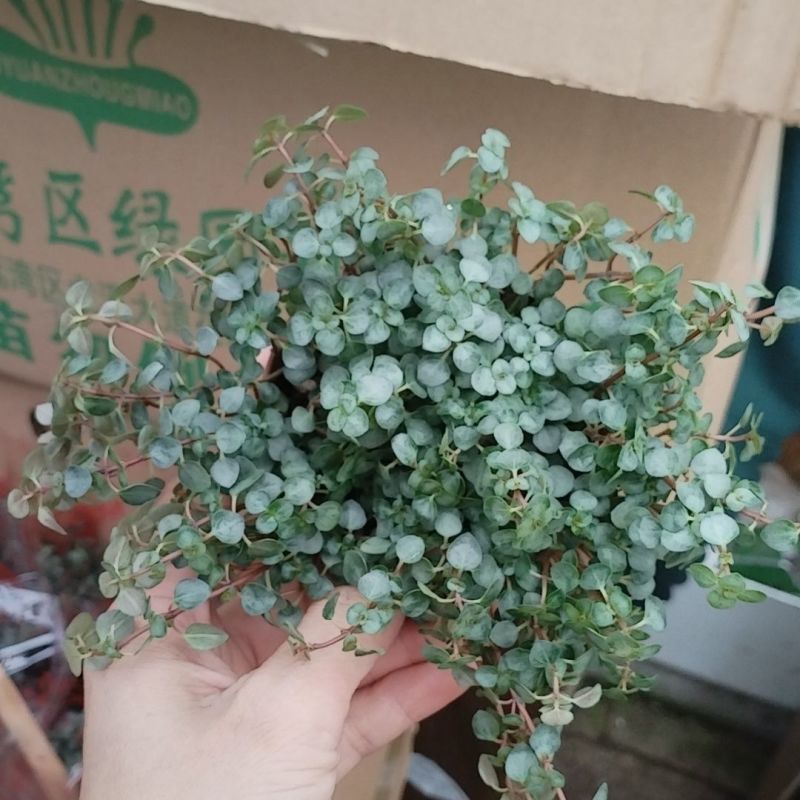 bb草灰绿冷水花阳台桌面雨林缸微景观垂吊耐阴好养