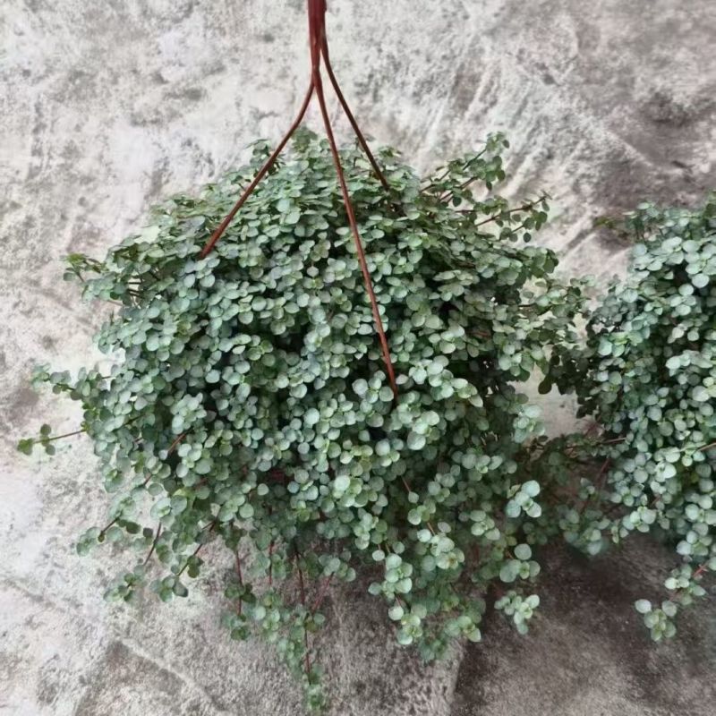 bb草灰绿冷水花阳台桌面雨林缸微景观垂吊耐阴好养